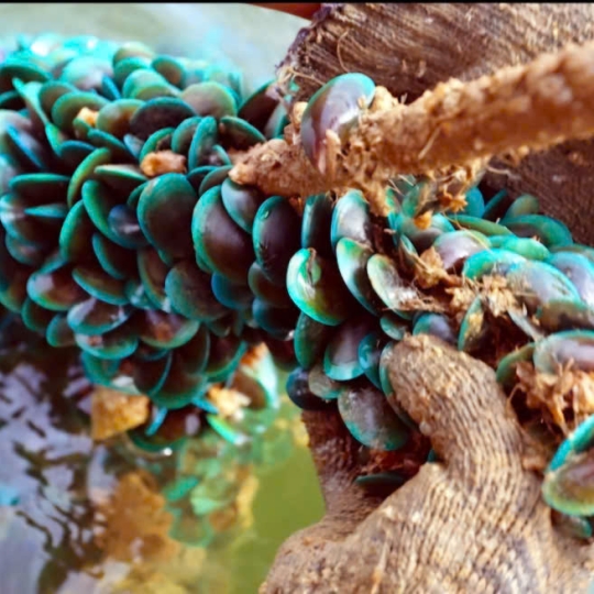 COIR ROPE